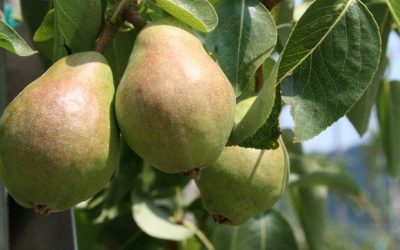 Picking Pears