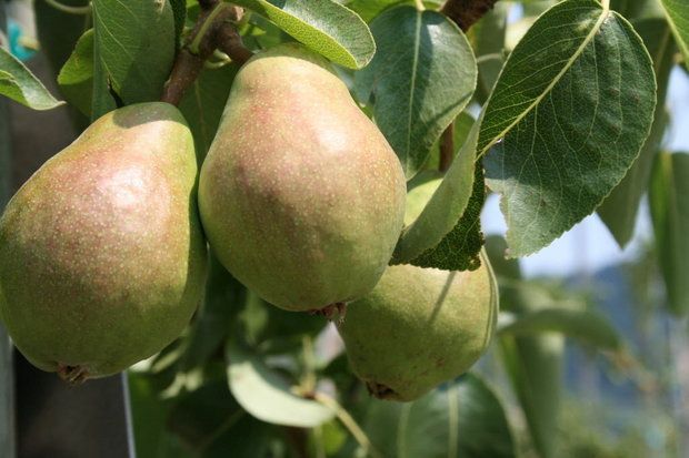 Picking Pears